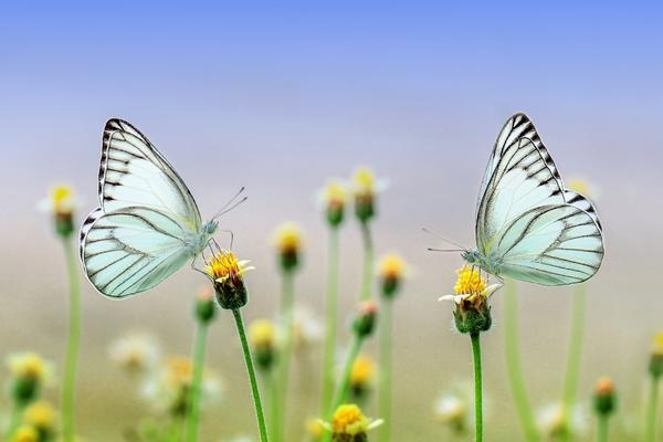 Qué entedemos cuando hablamos de Bipolaridad